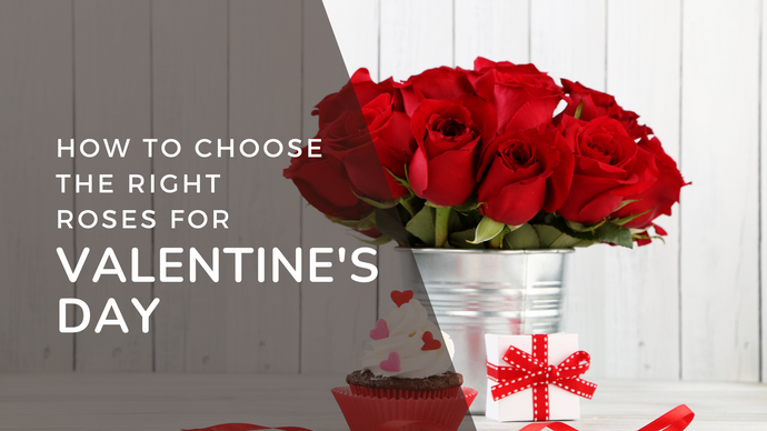 How to Choose the Right Roses for Valentine’s Day
