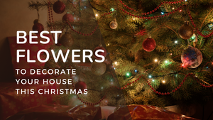 The Best Flowers To Decorate Your Home This Christmas
