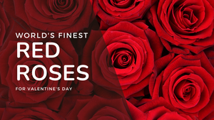 world's finest long stemmed red roses for valentine's day singapore