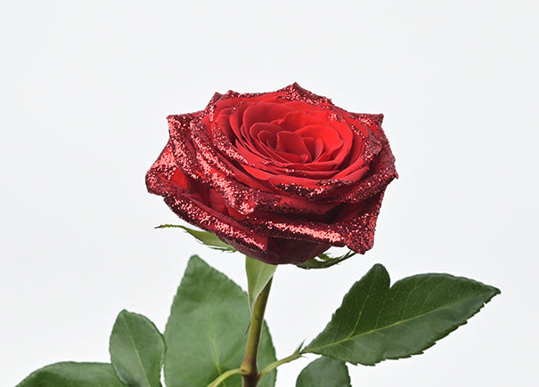 Scarlet Star Roses Gift Box (ROAXMJ66)