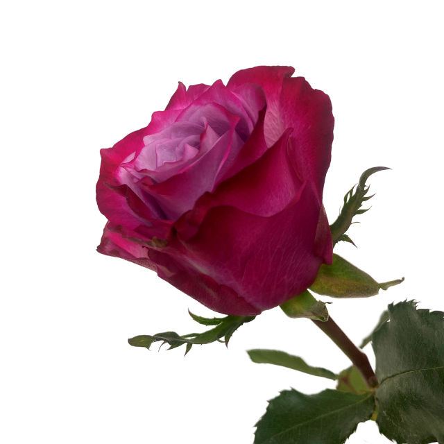 Mixed Pink & Mauve Purple Roses Gift Box (MDGROA10-012)