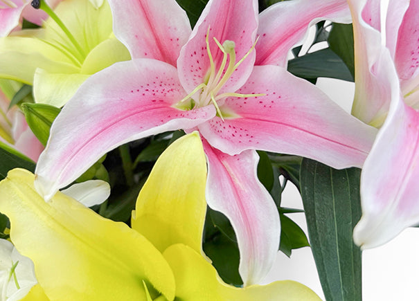 Lily Reverie Mixed Flower Arrangement