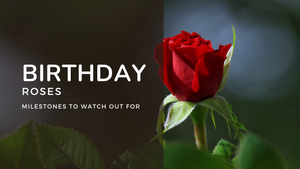 birthday roses milestone | roses only singapore