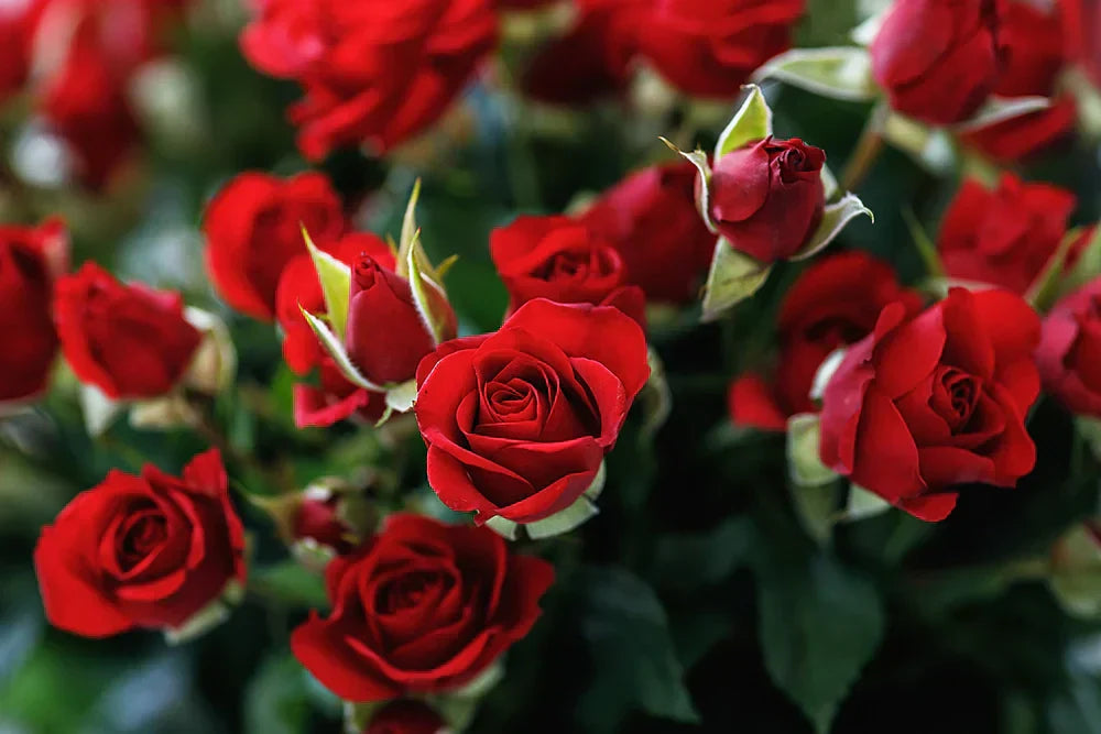 Close-up of fresh, velvety red rose flowers and buds — an example of premium blooms kept vibrant through proper care tips