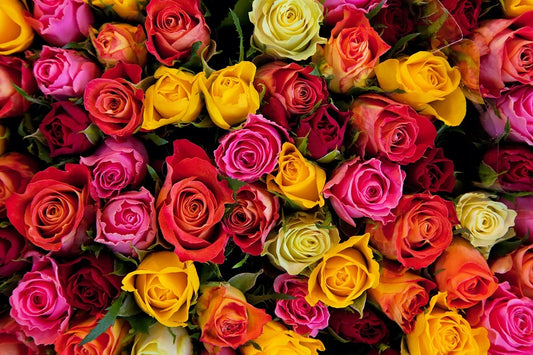 Close-up of mixed-colour roses in red, pink, yellow and orange, representing the diversity of International Women's Day