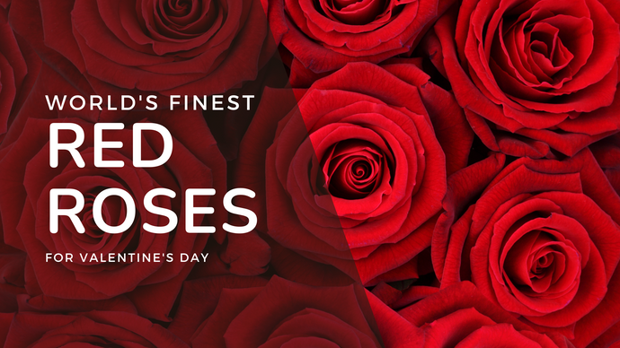 World's Finest Roses for Valentine's Day