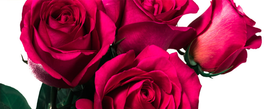 Bright Pink Roses & Candle