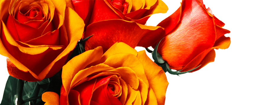 Cherry Brandy Orange Roses