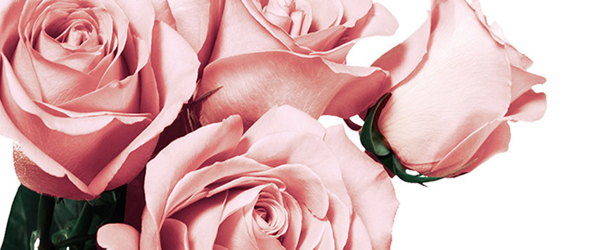 Pink Roses Delivery Singapore | RosesOnly.com.sg – Roses Only Singapore