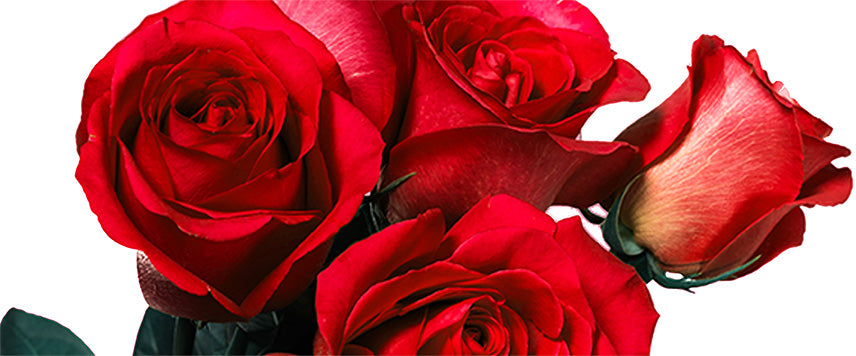 Red Rose Gift Boxes, Vases & More | Roses Only Singapore