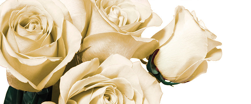 White Cream Roses & Candle