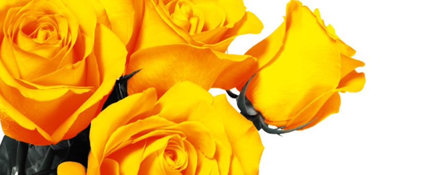 Yellow Roses & Champagne | Roses Only SG – Roses Only Singapore