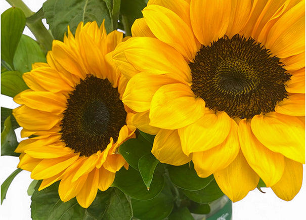 Golden Horizon Mixed Flower Arrangement
