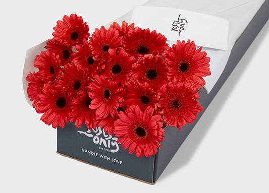 Orange Gerberas Gift Box (ROA153)