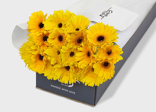 Yellow Gerberas Gift Box (ROA154)