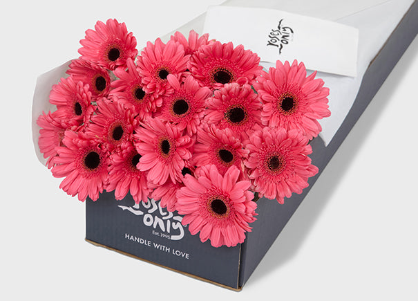 Pink Gerberas Gift Box (ROA155)