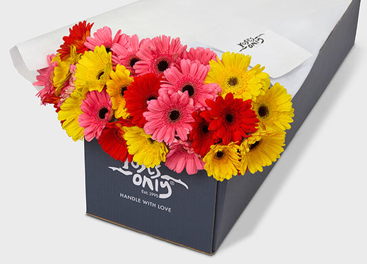 Mixed Gerberas Gift Box (ROA156)