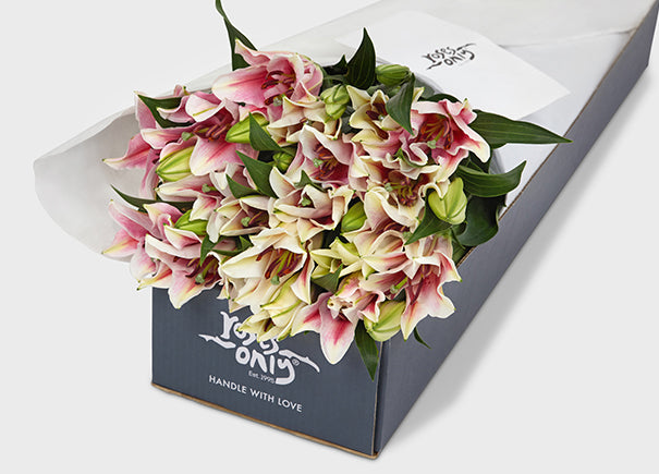 Pink Lilies Gift Box (ROA33)