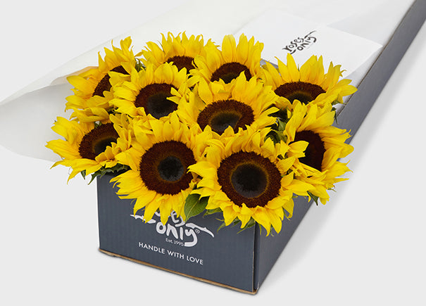 Sunflowers Gift Box (ROA34)