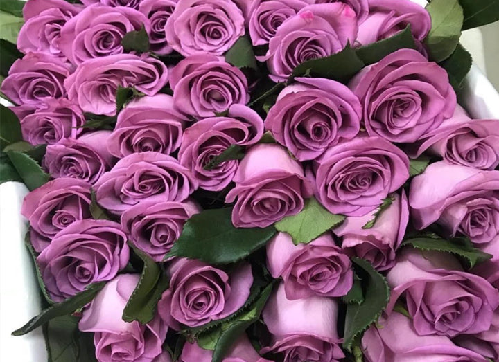 Birthday Roses
