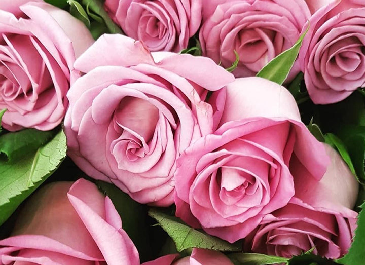 Birthday Roses
